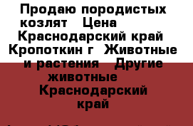 Продаю породистых козлят › Цена ­ 2 000 - Краснодарский край, Кропоткин г. Животные и растения » Другие животные   . Краснодарский край